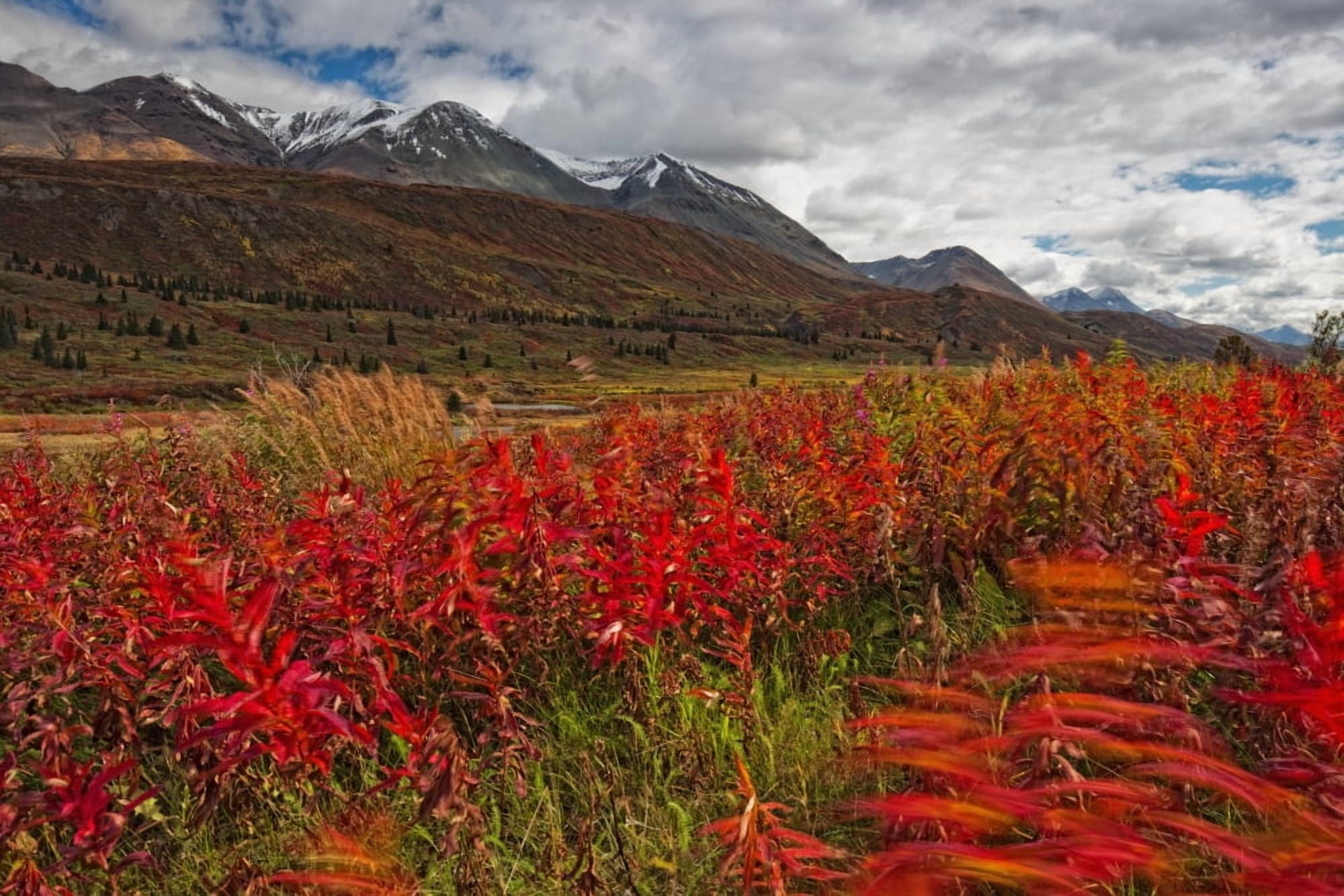 Fireweed Blowing In The Wind Along The Haines Highway British Columbia Canada Canvas Art - Robert Postma Design Pics (18 x 12)