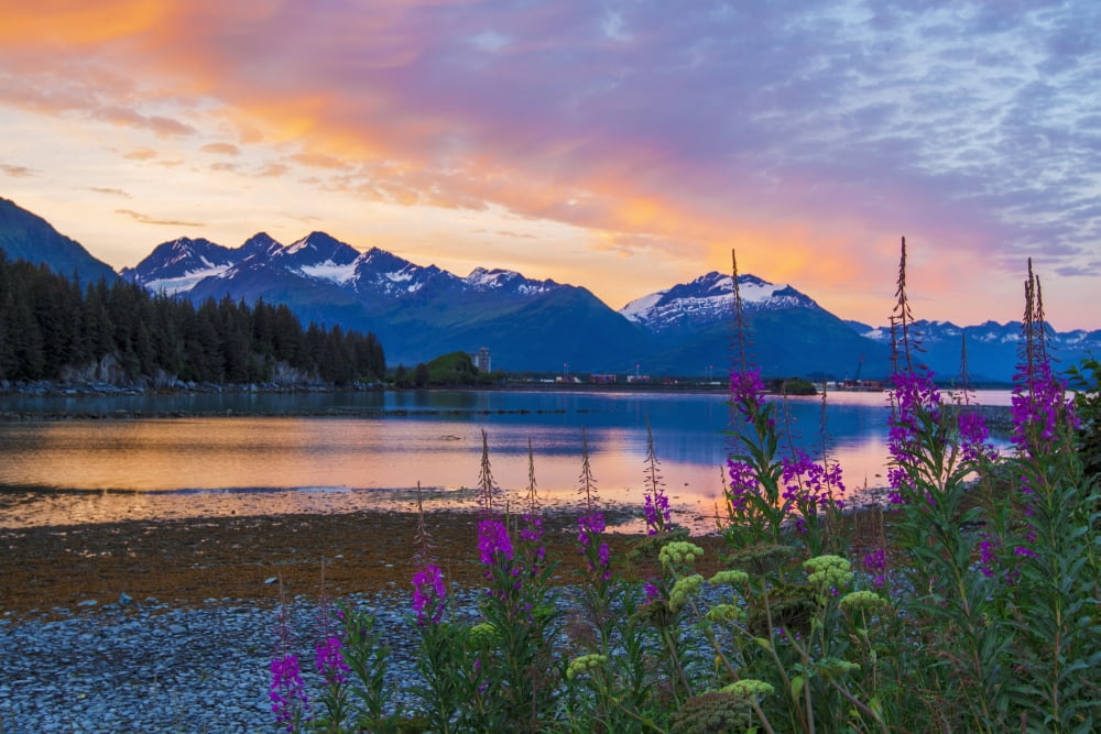 Fireweed (Chamerion angustifolium) grows along the coast in Valdez with the late night summers sunset Valdez Alaska United States of America Canvas Art - Zachary Sheldon Design Pics (38 x 24)