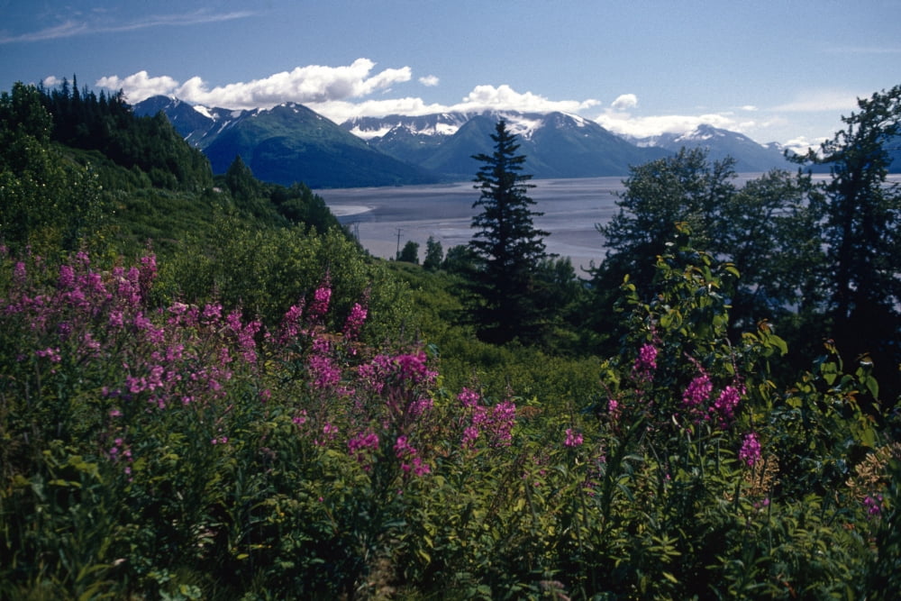 Fireweed & Chugach Mts Turnagain Arm Sc Alaska Canvas Art - Jeff Schultz Design Pics (17 x 11)