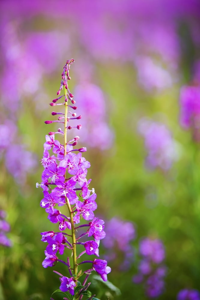 Fireweed Detail Near Anchor Point On The Kenai Peninsula In Southcentral Alaska Canvas Art - Kevin Smith Design Pics (22 x 34)