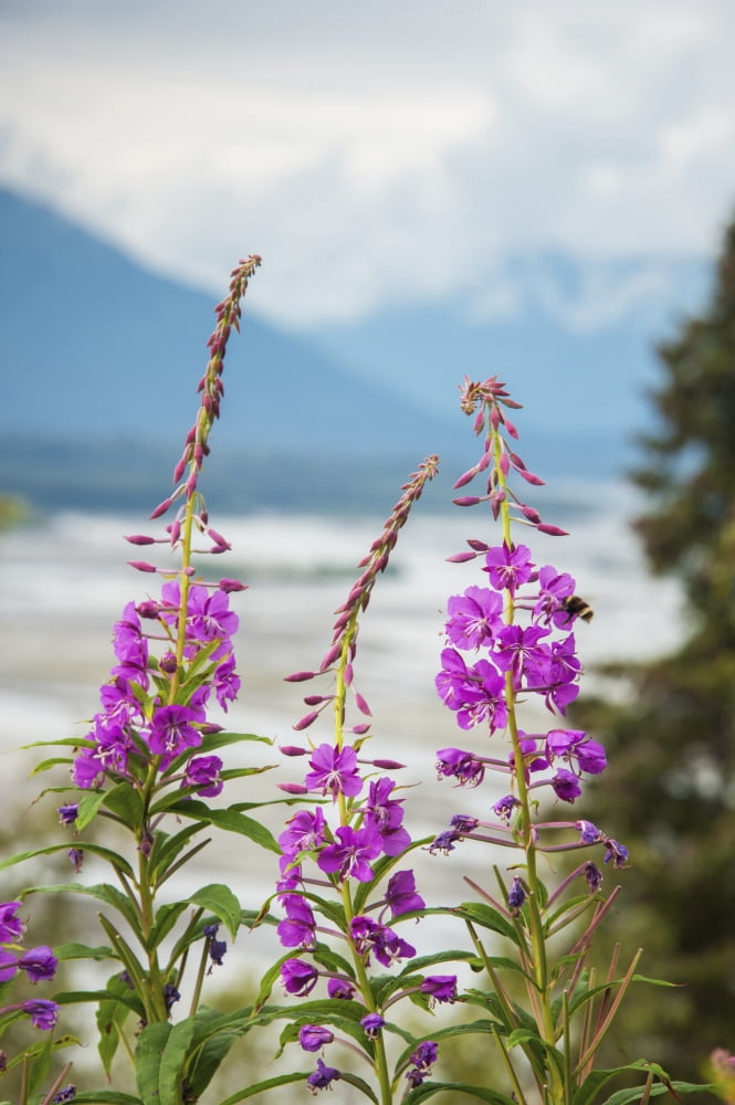 Fireweed (Epilobium angustifolium) with the Alaskan Susitna River in the background Canvas Art - Remsberg Inc Design Pics (12 x 19)