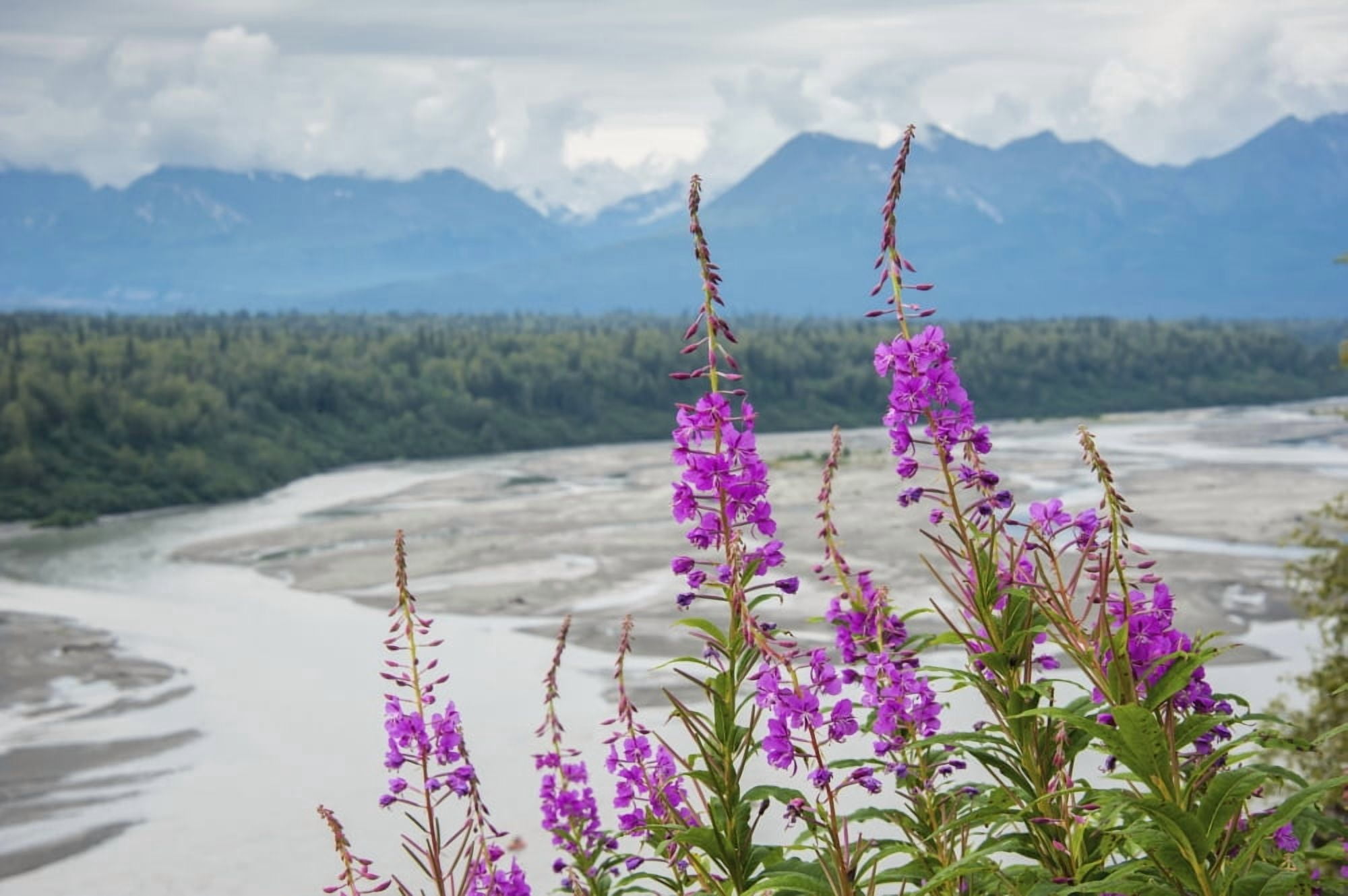 Fireweed (Epilobium angustifolium) with the Alaskan Susitna River in the background Canvas Art - Remsberg Inc Design Pics (19 x 12)
