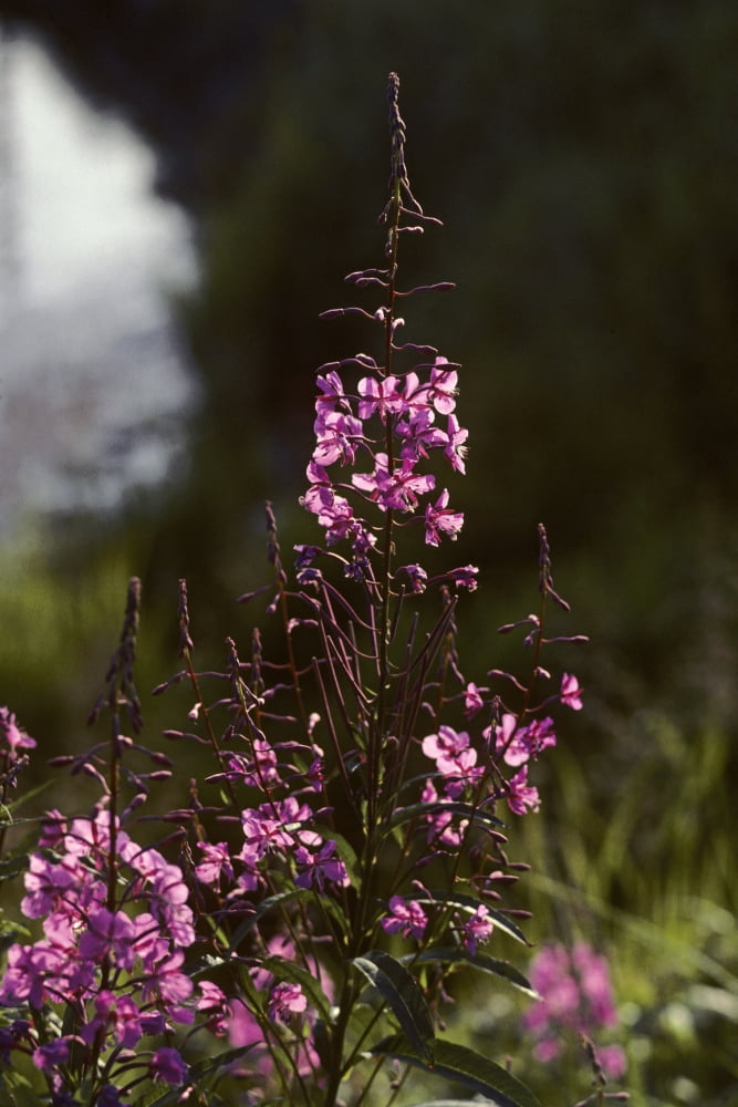 Fireweed In Alaska Canvas Art - Jeff Schultz Design Pics (22 x 34)