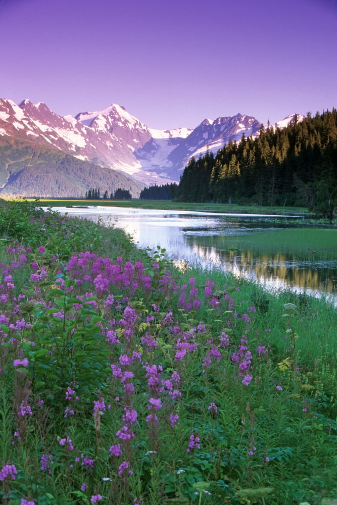 Fireweed In Bloom Along Pond WChugach Mtns Sc Ak Summer Canvas Art - Jeff Schultz Design Pics (11 x 17)