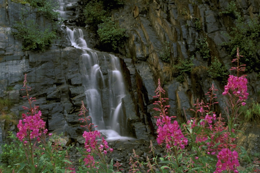 Fireweed In Bloom Near Waterfall Turnagain Pass Ak Kp Summer Canvas Art - Calvin Hall Design Pics (17 x 11)
