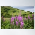 thumbnail image 1 of Fireweed On A Mountain Photography Print Poster Wall Art, Modern Wall Decor, 8x12 UNFRAMED, 1 of 3