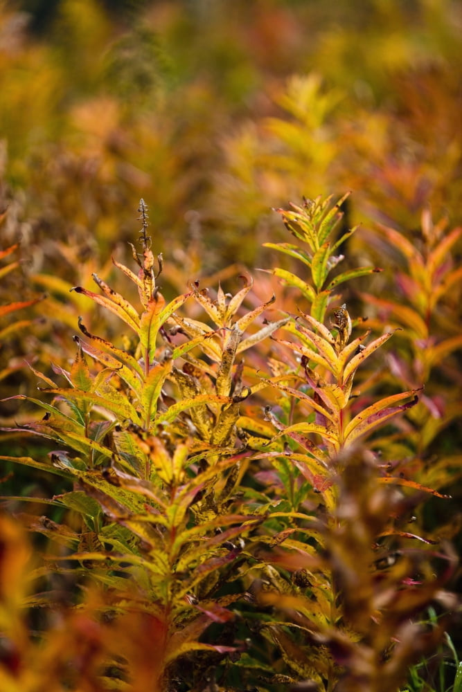Fireweed With Autumn Colors Kodiak Island Southwest Alaska Canvas Art - Kevin Smith Design Pics (12 x 19)