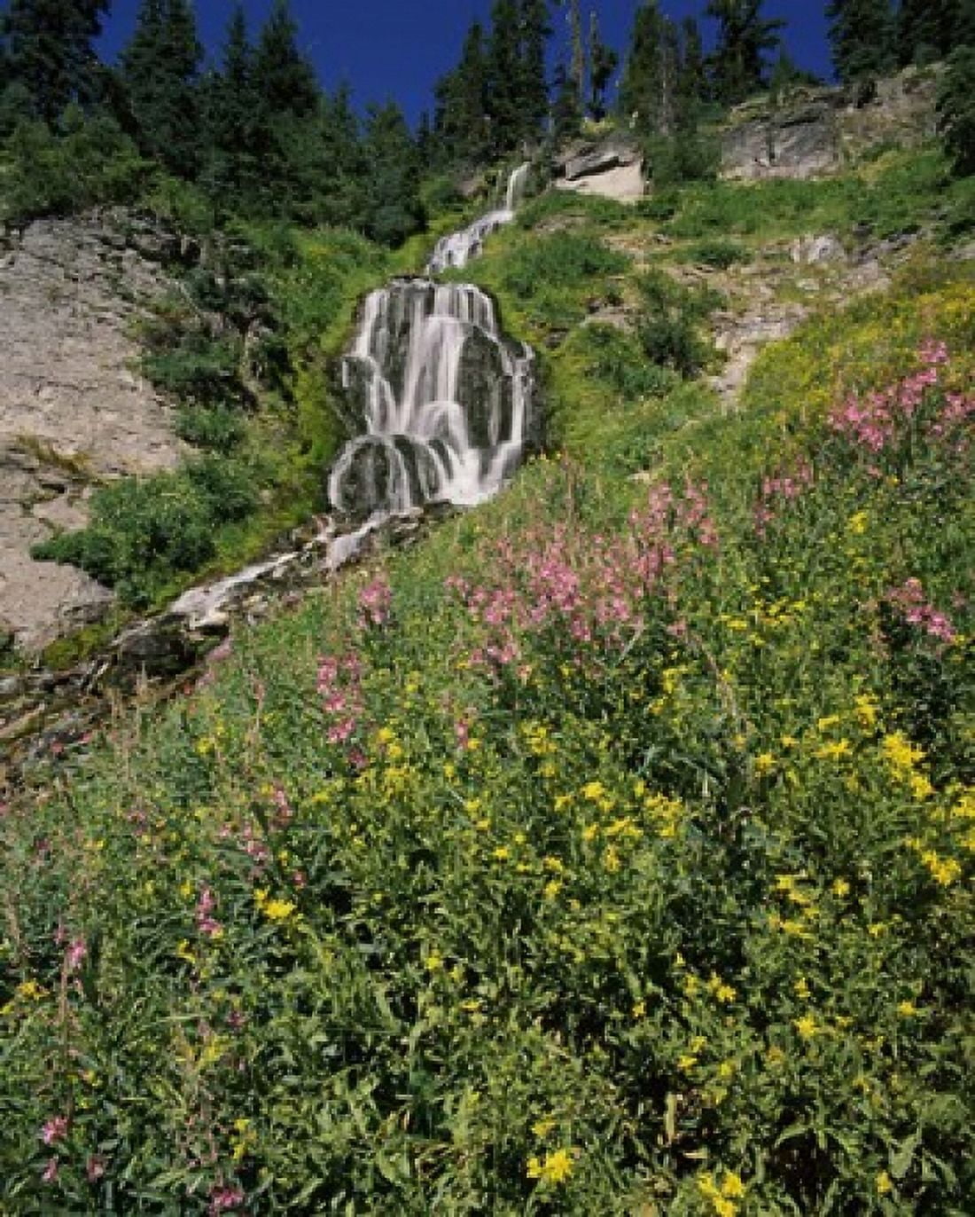 Fireweed at Vidae Falls Crater Lake National Park Oregon USA Canvas Art - Panoramic Images (29 x 36)
