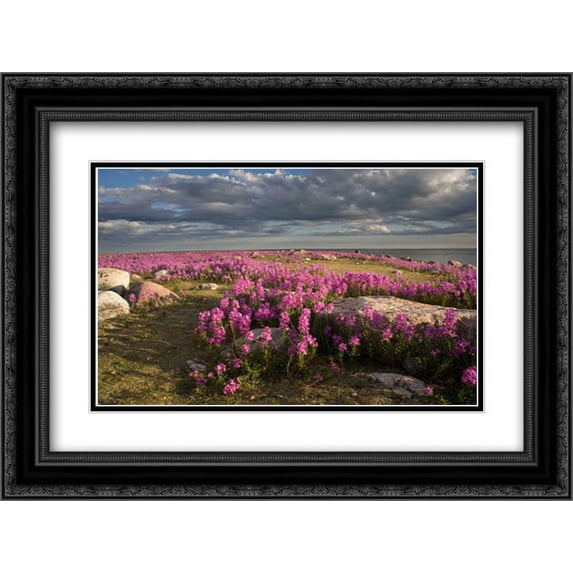 Fireweed covered island, Hudson Bay, Canada 2x Matted 24x18 Black Ornate Framed Art Print by Breiter, Matthias