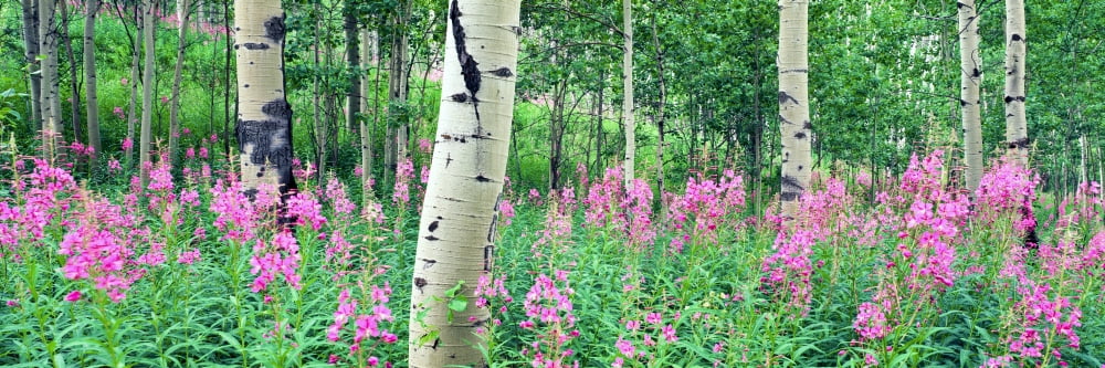 Fireweeds flowers among Aspens on the slope of Shadow Mountain Bridger-Teton National Forest Wyoming USA Canvas Art - Panoramic Images (36 x 12)