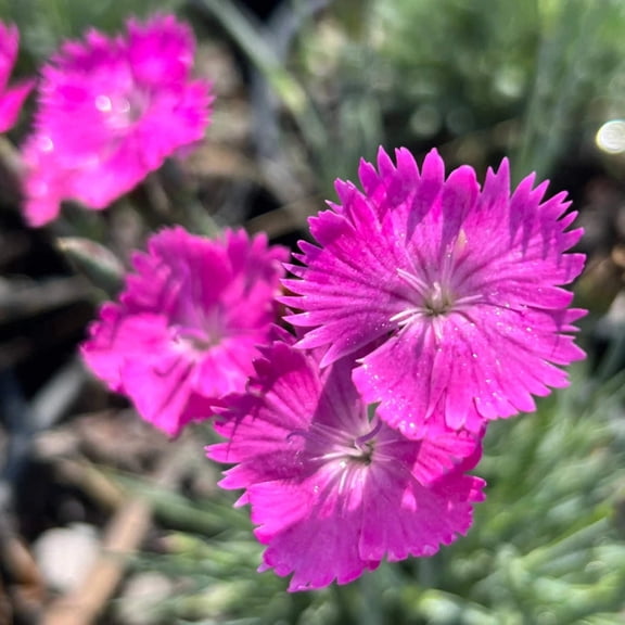 Firewitch Dianthus, Cheddar Pink - Dianthus gratianopolitanus 'Firewitch'
