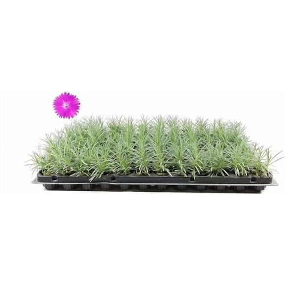 Firewitch Dianthus Plants  20 Live Seedlings  Dianthus Gratianopolitanus Firewitch  Perfect for Vibrant Colorful Gardens  Hardy & Fragrant