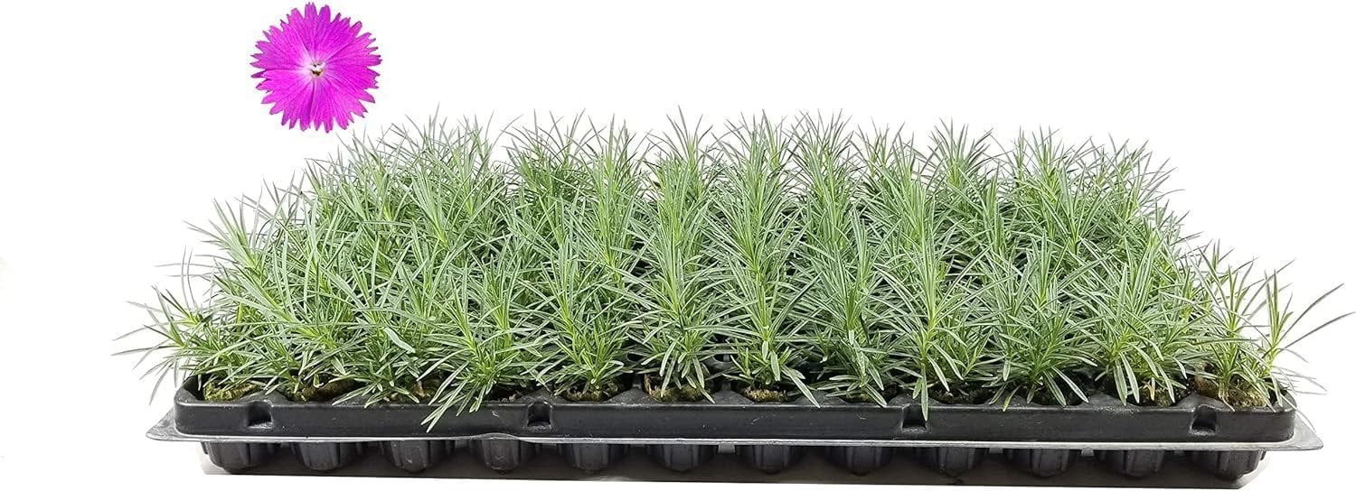 Firewitch Dianthus Plants  3 Live Seedlings  Dianthus Gratianopolitanus Firewitch  Perfect for Vibrant Colorful Gardens  Hardy & Fragrant