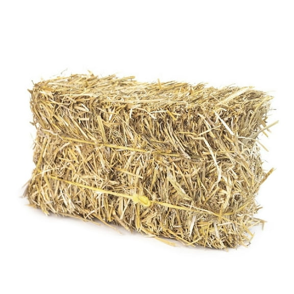 Firewood Central Mini Straw Bale by Morning View Acres  100% Natural Wheat Straw for Gardening, Pet Bedding, Grass Seeding & Rustic Decor (12 x 4.5 x 6.5) 2lb