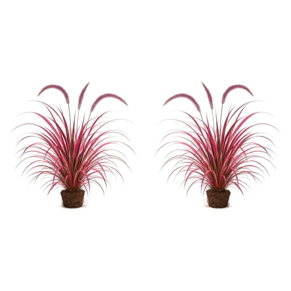 Fireworks Fountain Grass Live Starter Plants - 2 Pack, Full Sun, USDA Zones 9-11
