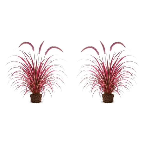 Fireworks Fountain Grass Starter Plants - 2 Live Plants, Full Sun, USDA Zones 9-11, Ships Bare Root