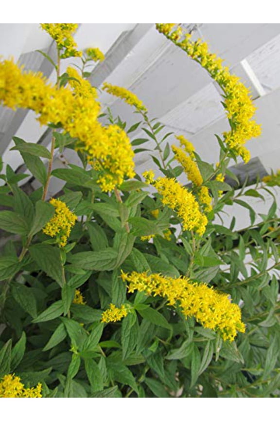 Fireworks Goldenrod