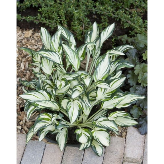 Fireworks Hosta - Plantain Lily - Shade Perennial - 4" Pot