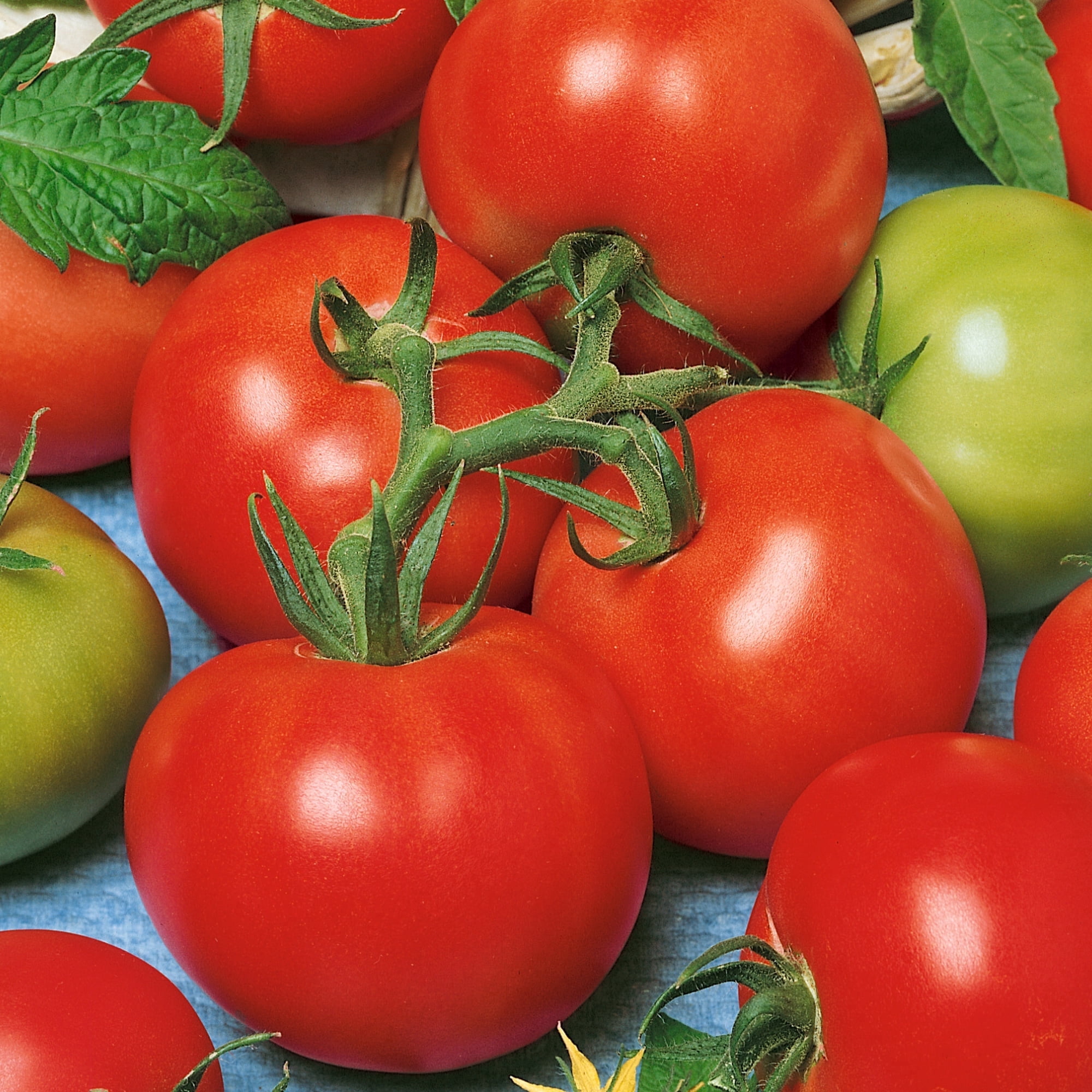 Fireworks Tomato Seeds - 0.25 Oz ~1700 Seeds - Non-GMO - Vegetable Garden - Solanum lycopersicum