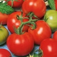 thumbnail image 1 of Fireworks Tomato Seeds - 0.25 Oz ~1700 Seeds - Non-GMO - Vegetable Garden - Solanum lycopersicum, 1 of 7