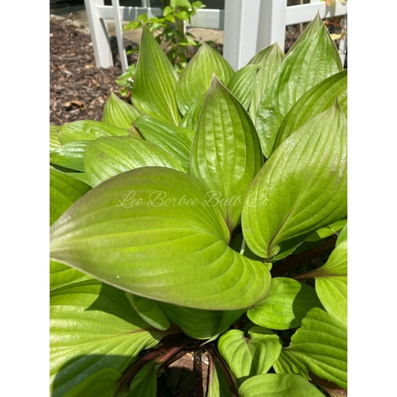 First Blush Hosta - Deep Green with Red Edges - 4" Pot