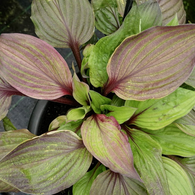 First Blus Tree First Blush Hosta Dormant Bare Root Perennial Starter Plant Roots, 3 ...