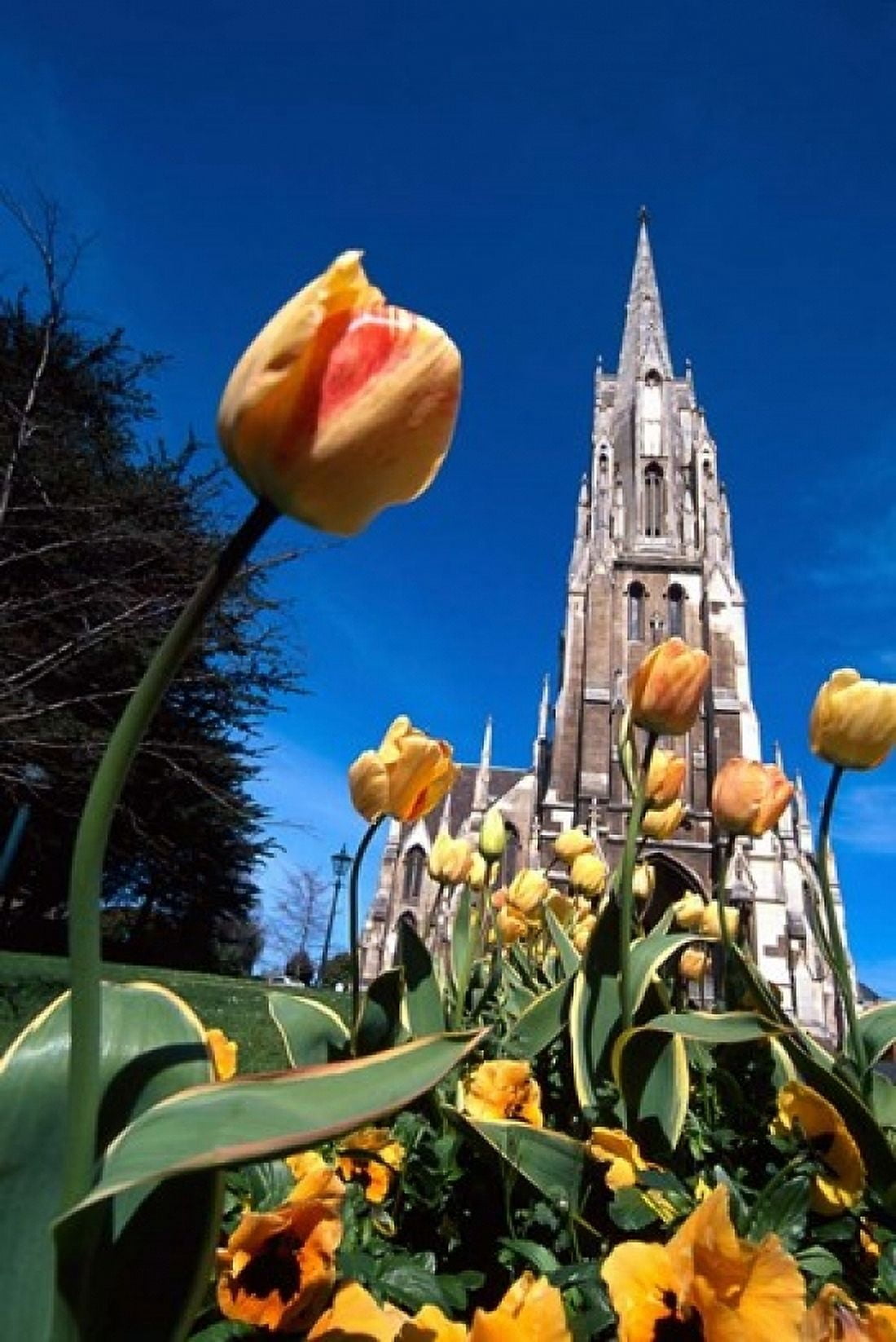 First Church Dunedin New Zealand Canvas Art - David Wall DanitaDelimont (18 x 24)