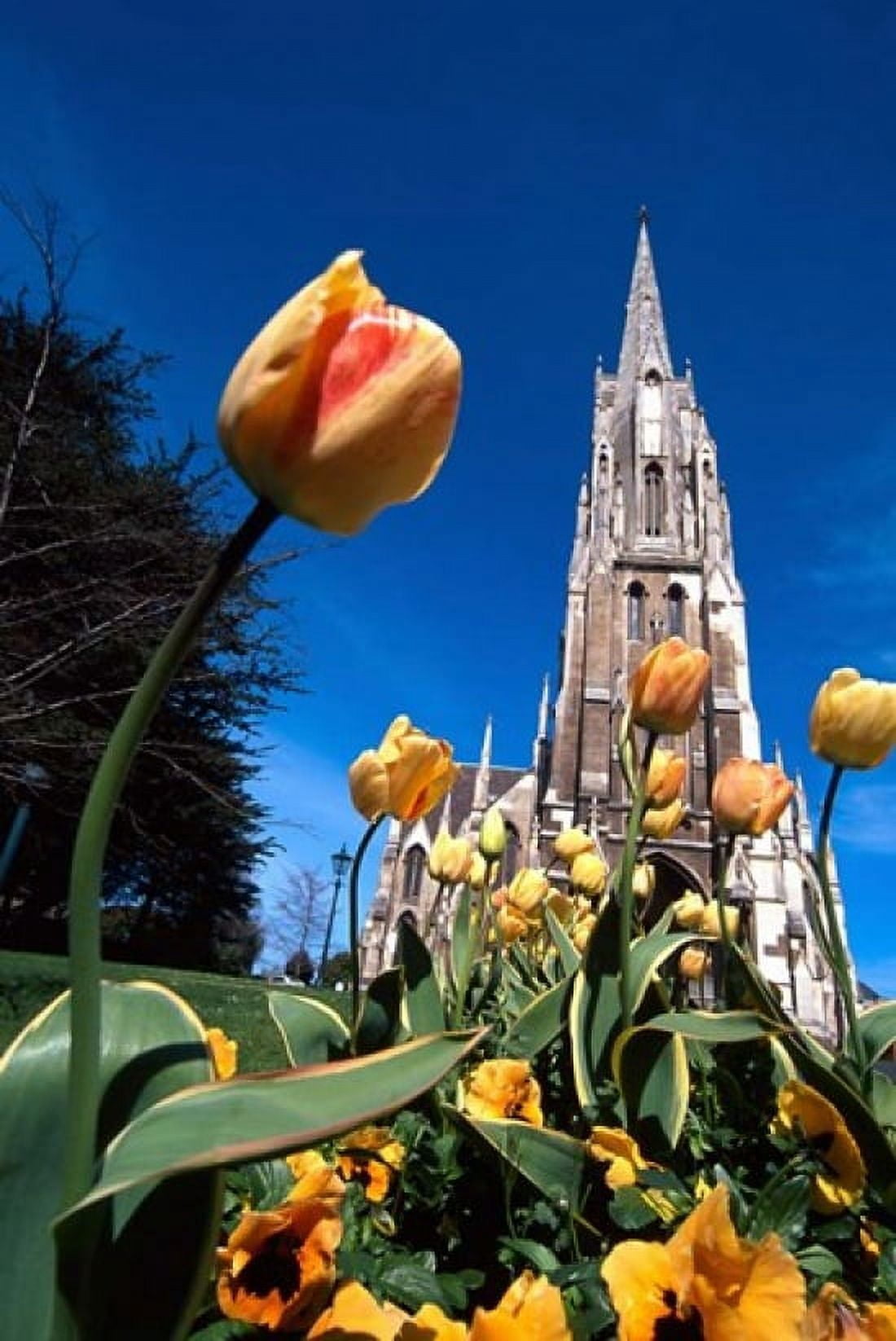 First Church Dunedin New Zealand Canvas Art - David Wall DanitaDelimont (25 x 37)