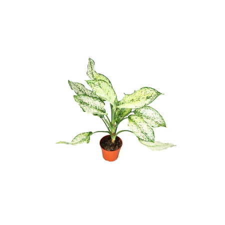 First Diamond Aglaonema - 4" from California Tropicals