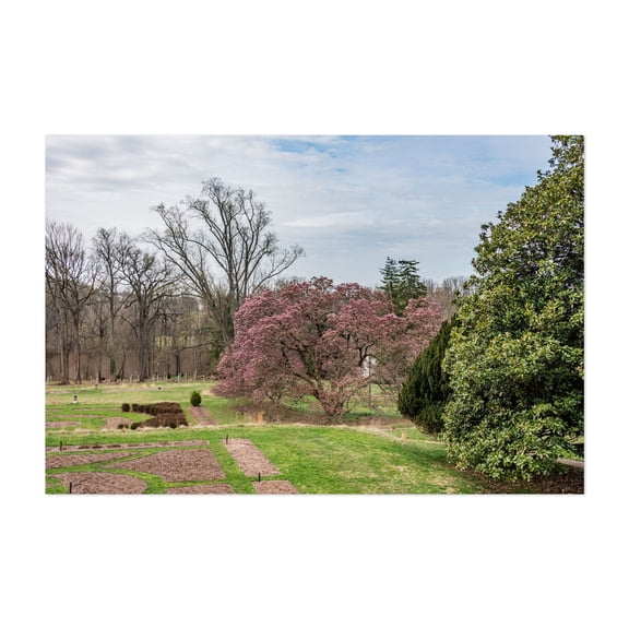 The First Dogwood Blooms of Spring in MD - Towson Maryland Photography Garden Cherry Blossom Scenic Floral Nature Landscape Unframed Wall Art Print 24 x 36 inches
