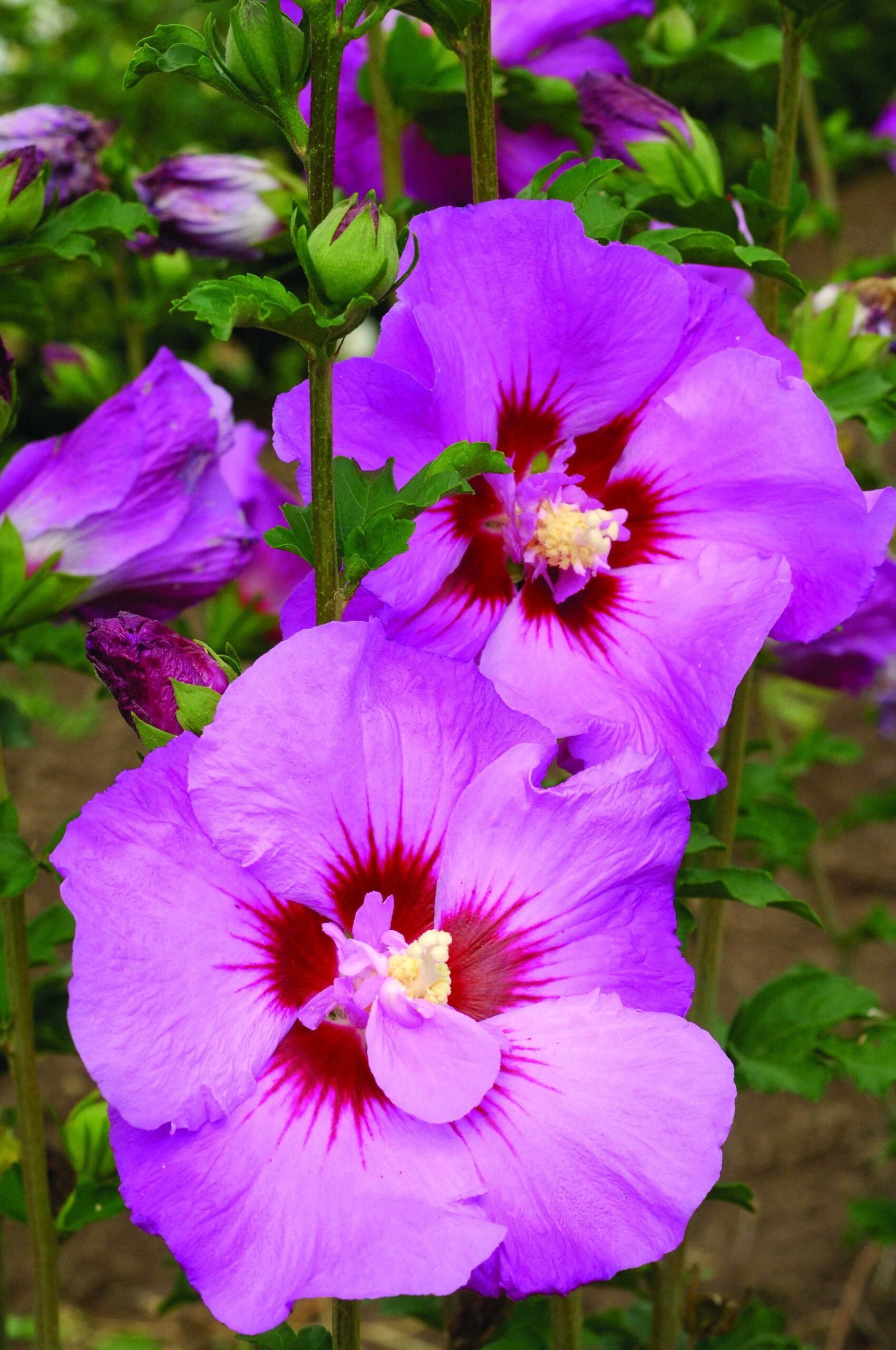 First Edition 3.25G Althea Tahiti Hibiscus Flowering Live Plants Full Sun  Purple - Walmart.com, image size:1700x2560