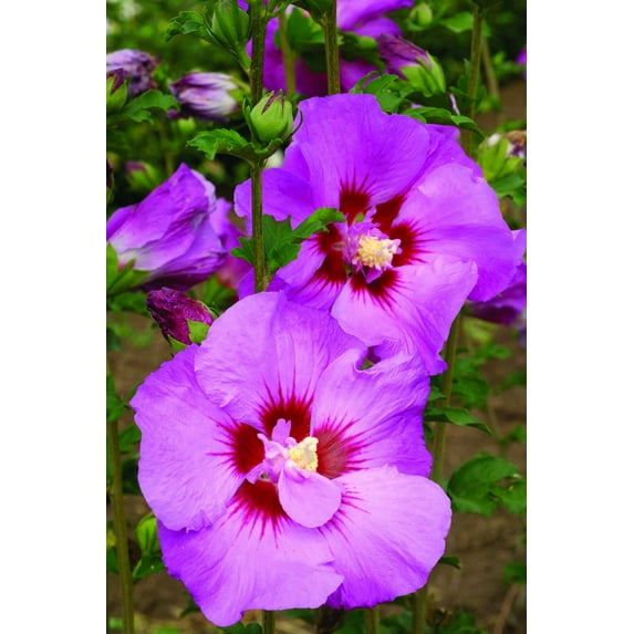 First Edition 3.25G Althea Tahiti Hibiscus Flowering Live Plants Full Sun Purple