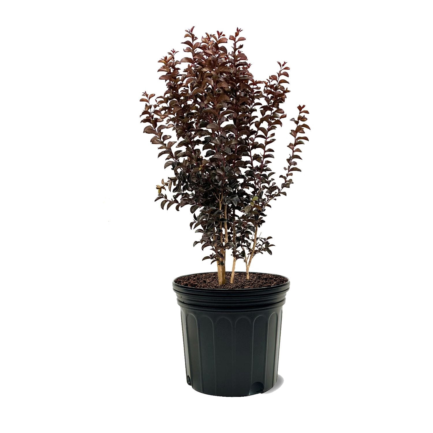First Editions 3-4 ft. tall Sunset Magic Crape Myrtle Live Tree in 7-Gallon Grower Pot