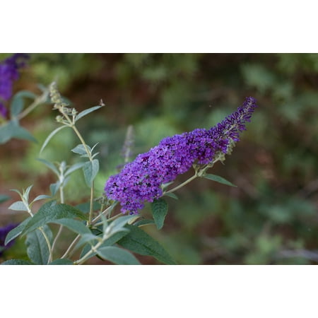 First Editions 1.5g Buddlia