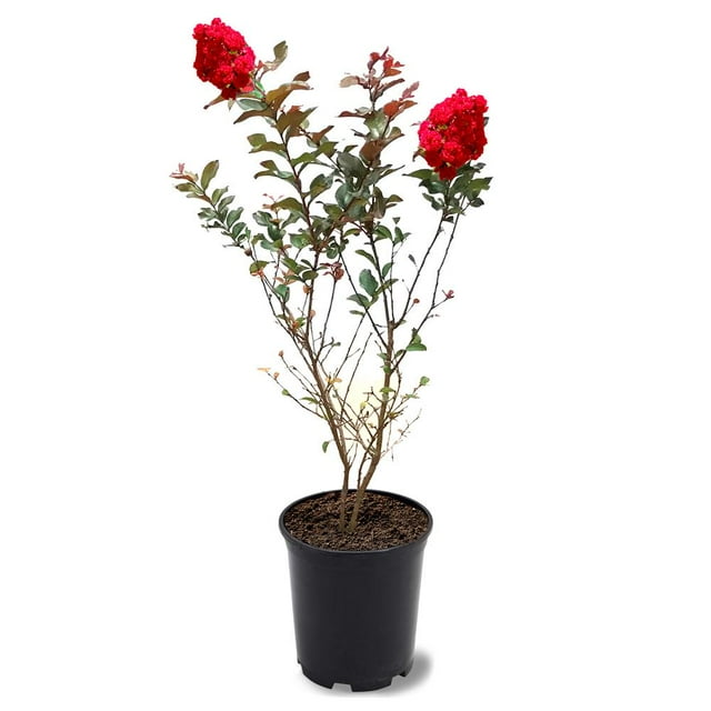 First Editions 12 in. Ruffled Red Magic Series Flowering Crape Myrtle Tree in 2.84 Nursery Pot