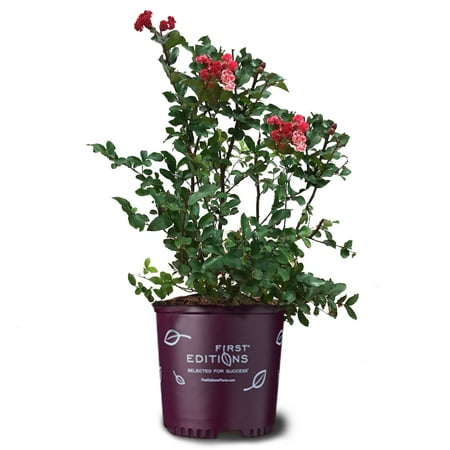 First Editions 18" Ruffled Red Magic Crape Myrtle Live Plant with Pot