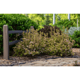 thumbnail image 1 of First Editions 1G Weigelia Rainbow Colored Sensation Live Shrub with Grower Planter, 1 of 6