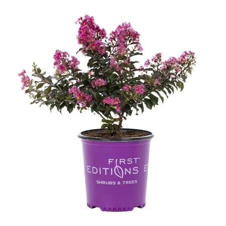 First Editions 2.25G Crape Myrtle Live Shrub
