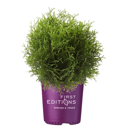 First Editions 2G Arborvitae Planet Earth Live Shrub