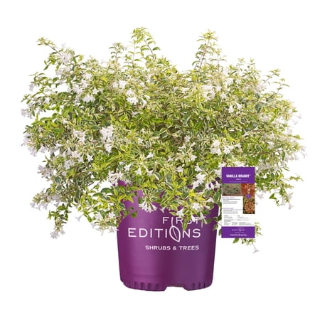 First Editions Abelia Vanilla Brandy Live Plant