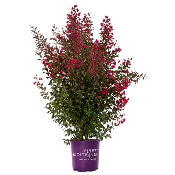 First Editions Crape Myrtle Ruffled Red Magic Live Shrub in 2-Gallon Grower Pot