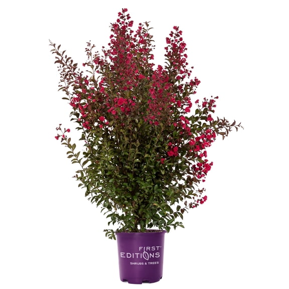 First Editions Crape Myrtle Ruffled Red Magic Live Shrub in 2-Gallon Grower Pot