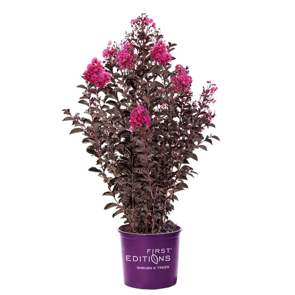First Editions Crape Myrtle Twilight Magic Live Shrub (2 Gallon)