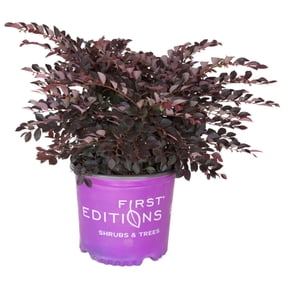 First Editions Crimson Fire Fringe Flower - Loropetalum chinense var. rubrum 'PIILC-I' PP25,534