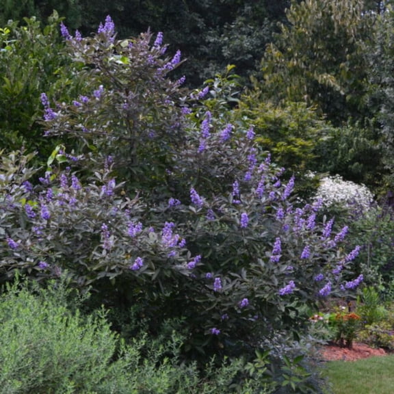 First Editions® Flip Side™ Chastetree - Vitex agnus-castus 'Bailtexone'