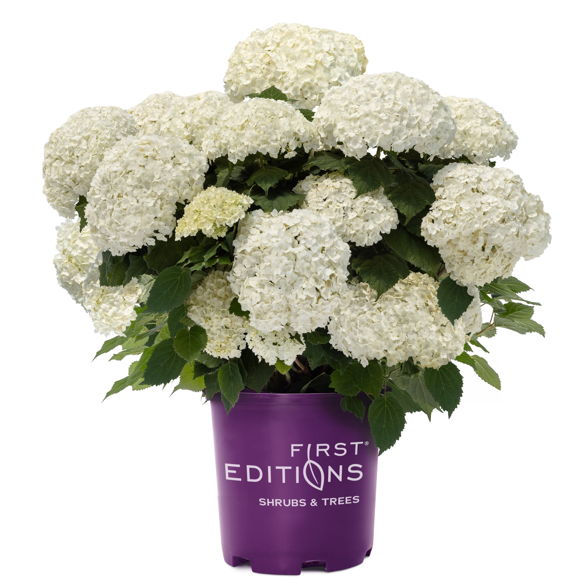 First Editions FlowerFull Hydrangea Live Shrub in 2-Gallon Grower Pot