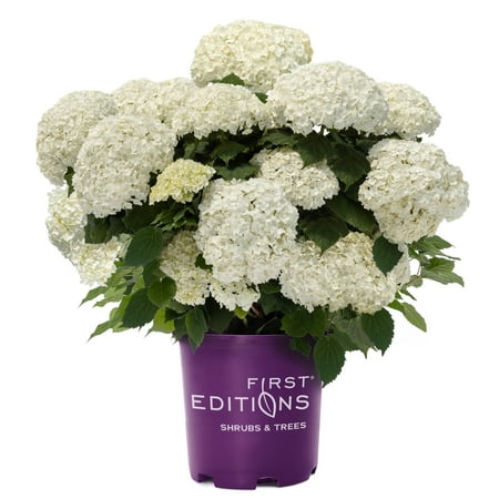 First Editions FlowerFull Hydrangea Live Shrub in 2-Gallon Grower Pot