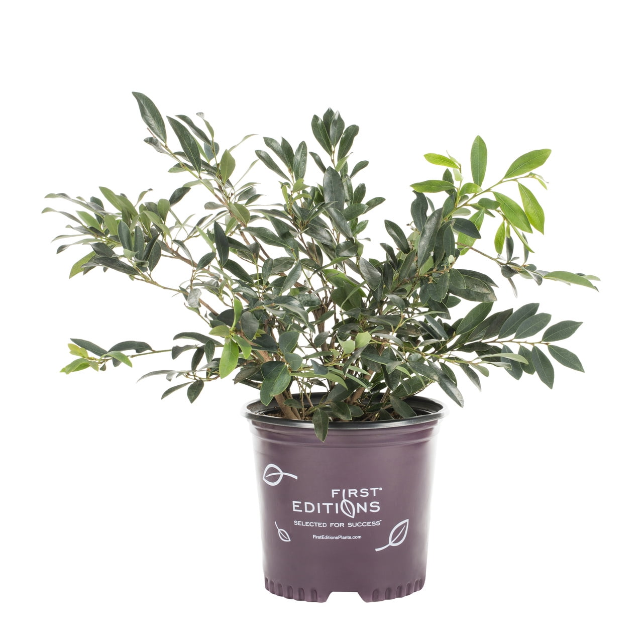First Editions Green 3 Gallon Distylium Cinnamon Girl Live Shrub with Grower Pot