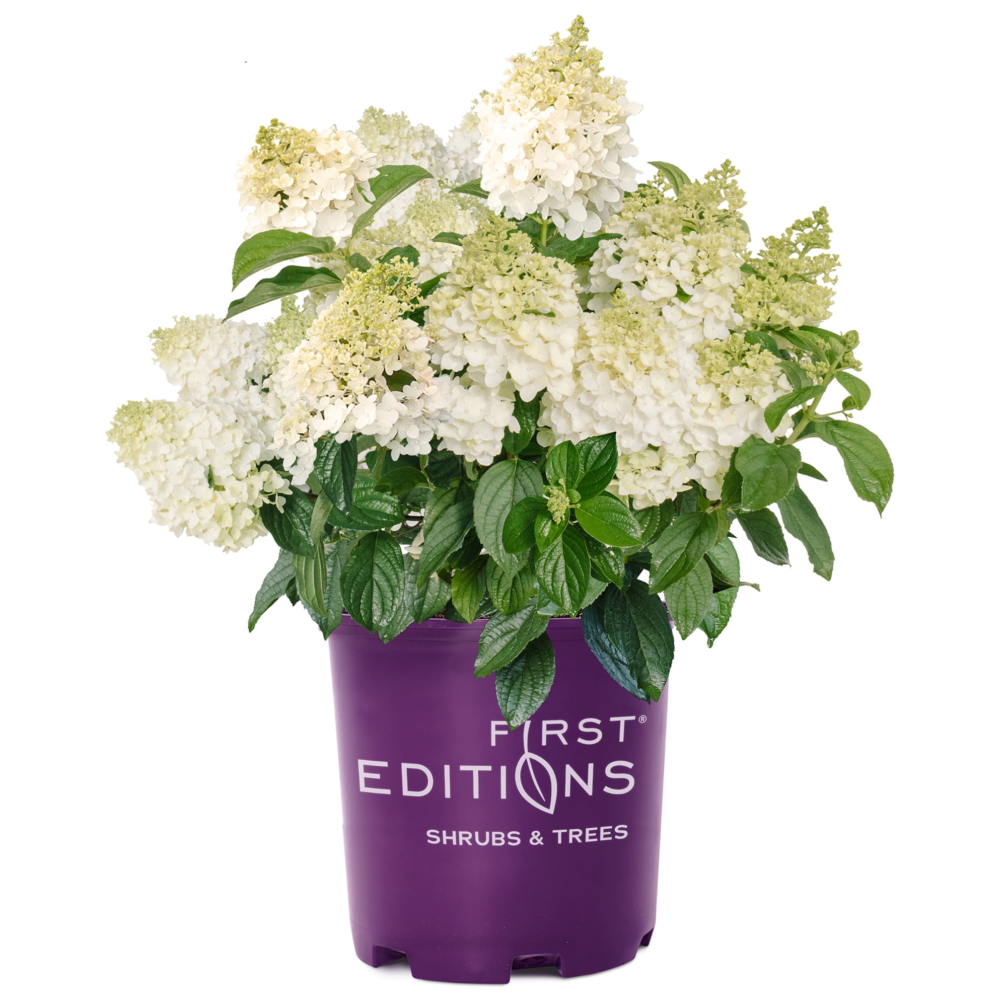 Compact Little Hottie Hydrangea, 2-Gallon Creamy White Blossoms