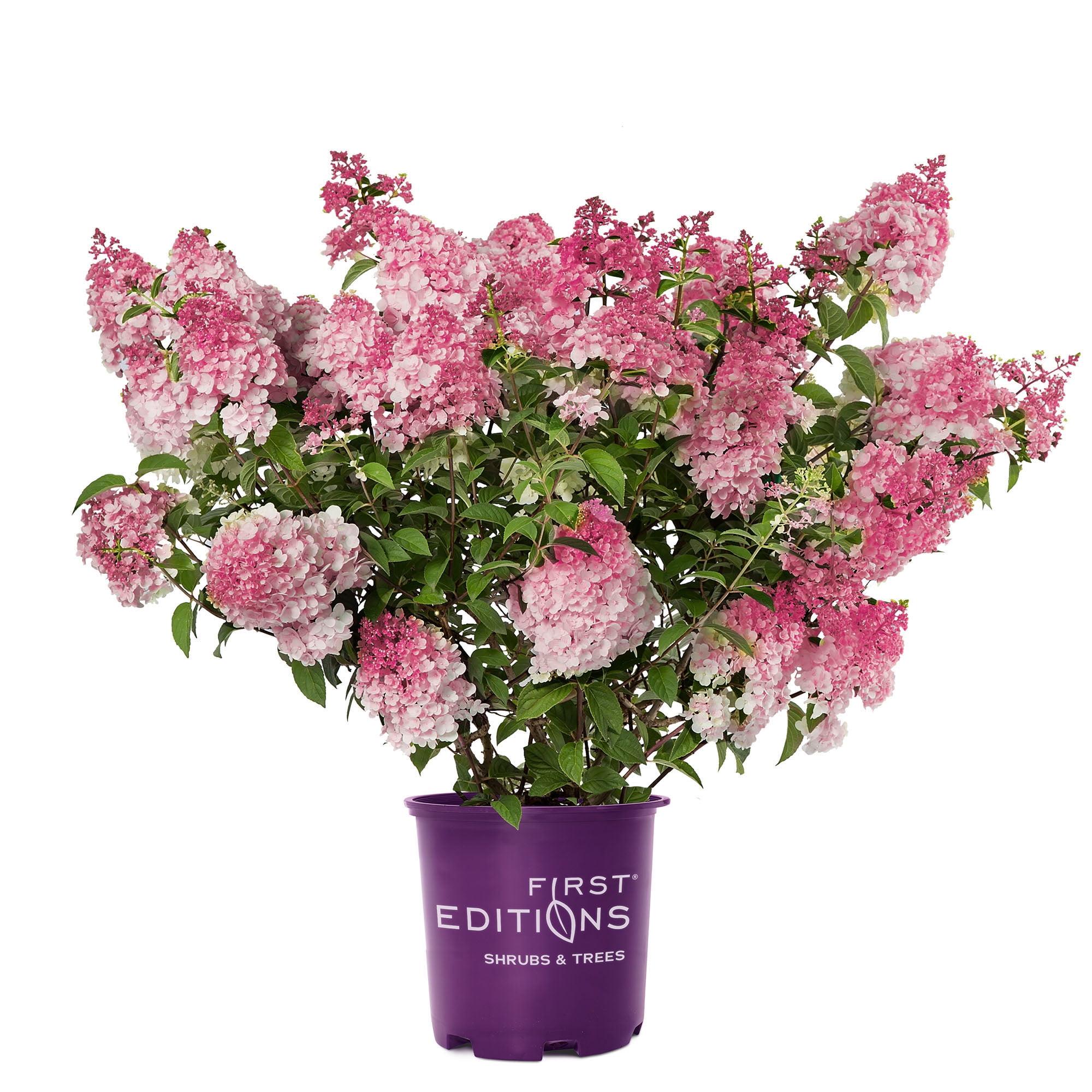 First Editions Hydrangea Spring Sizzle Live Shrub in 2-Gallon
